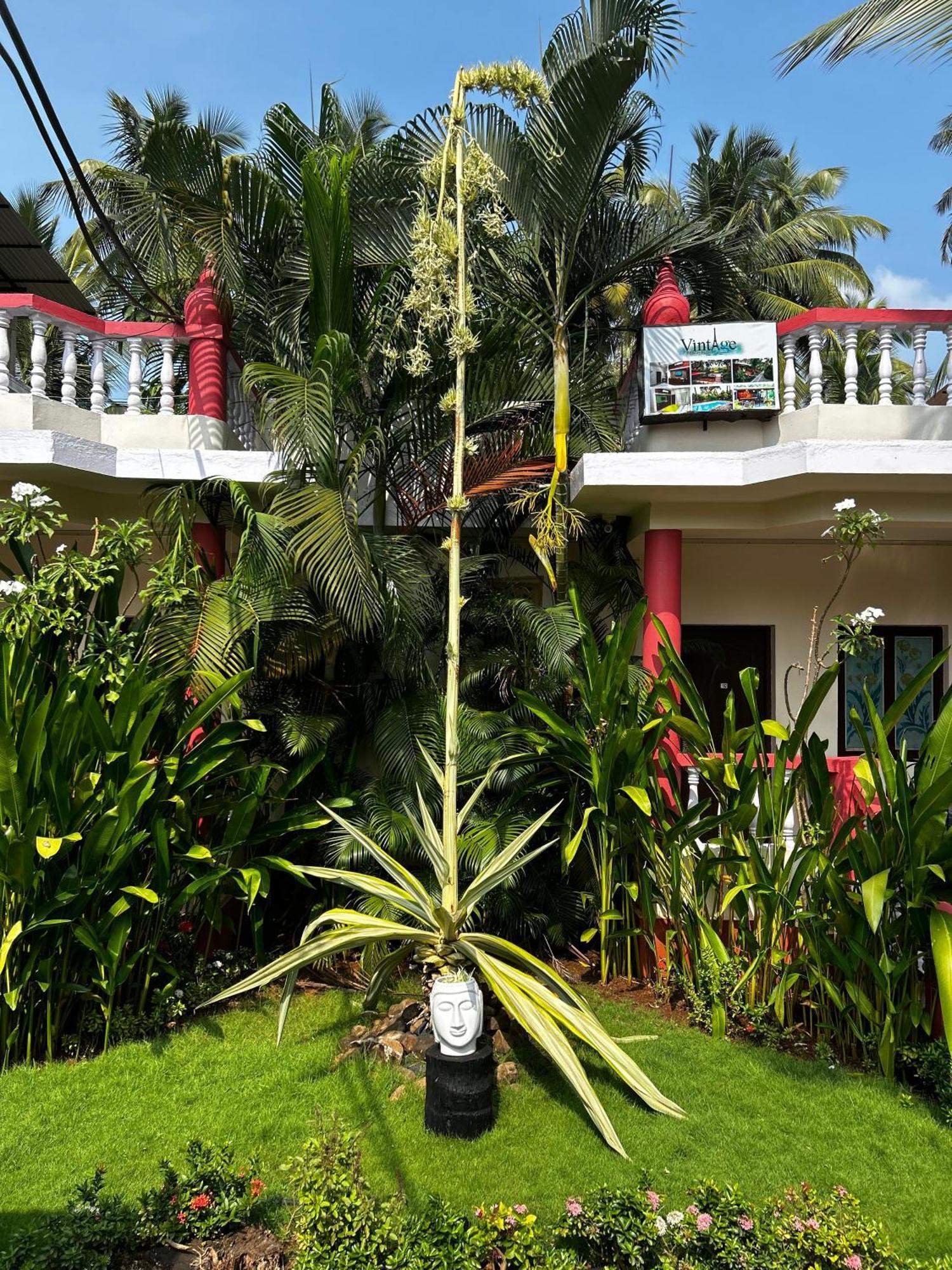 Vintage Beach Resort Agonda Exteriör bild